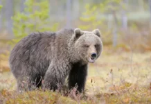 Медведи в Московской области привлекаются свалками и пасеками medvedi v moskovskoj oblasti privlekayutsya svalkami i pasekami-ekbonline-ru-0