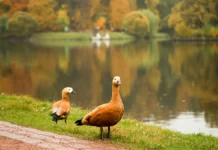 Метео и Гидрометцентр РФ предлагают позитивный прогноз погоды в Москве meteo i gidrometczentr rf predlagayut pozitivnyj prognoz pogody v moskve-ekbonline-ru-0