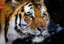 oleg kozhemyako zayavil o garmonii v tajge mezhdu primorczami i amurskim tigrom-ekbonline-ru-0