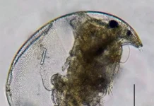 Открытие ННГУ и МГУ подтверждает широту распространения Ovalona karelica в России otkrytie nngu i mgu podtverzhdaet shirotu rasprostraneniya v rossii-ekbonline-ru-0