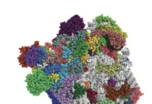 Петр Каменский из МГУ открыл вариабельность миторибосом у дрожжей petr kamenskij iz mgu otkryl variabelnost mitoribosom u drozhzhej-ekbonline-ru-0