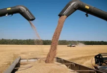 Поставки российской пшеницы и китайского пива радуют рынок России и Китая postavki rossijskoj psheniczy i kitajskogo piva raduyut rynok rossii i kitaya-ekbonline-ru-0