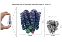 Российские ученые создают 3D-модель светособирающего комплекса цианобактерий Gloeobacter violaceus rossijskie uchenye sozdayut 3model svetosobirayushhego kompleksa czianobakterij -ekbonline-ru-0