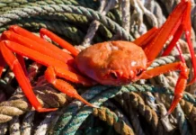 ryboloveczkij kolhoz vostok1 i arbitrazhnyj sud primorya otkryvayut put k obnovleniyu-ekbonline-ru-0