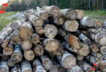 v pechorskom okruge pskovskoj oblasti rassleduyut nezakonnuyu vyrubku lesa-ekbonline-ru-0