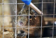 В Приморье врачи успешно вылечили слесаря от мышиной лихорадки v primore vrachi uspeshno vylechili slesarya ot myshinoj lihoradki-ekbonline-ru-0