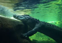 Юный рыбак спасен после нападения крокодила у берегов Кэрнса в Австралии yunyj rybak spasen posle napadeniya krokodila u beregov kernsa v avstralii-ekbonline-ru-0