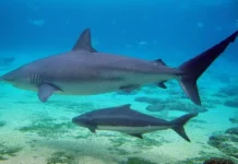 Знаменательный случай изучения поведения акул-собак у берегов Хадэры в Израиле znamenatelnyj sluchaj izucheniya povedeniya akulsobak u beregov hadery v izraile-ekbonline-ru-0
