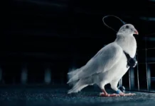 Neiry, Александр Панов и МГУ представили биодронов с нейрочипами для мониторинга aleksandr panov i mgu predstavili biodronov s nejrochipami dlya monitoringa-ekbonline-ru-0