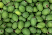 Фейхоа как источник йода для щитовидной железы и советы при тиреоидите fejhoa kak istochnik joda dlya shhitovidnoj zhelezy i sovety pri tireoidite-ekbonline-ru-0