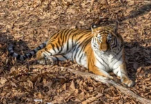 Фермеры Надеждинского района ищут причины гибели овец с экспертами Центра "Амурский тигр" fermery nadezhdinskogo rajona ishhut prichiny gibeli ovecz s ekspertami czentra amurskij tigr-ekbonline-ru-0