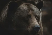 istoriya o medvede i zabote o druzyah iz cherepoveczkoj skoroj pomoshhi-ekbonline-ru-0