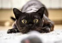 Как сервис Моспитомец и Алена Пивовар помогают приюту «Зеленоград» kak servis mospitomecz i alena pivovar pomogayut priyutu zelenograd-ekbonline-ru-0