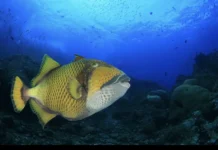 Необычные приключения россиянина на Мальдивах и в Египте с рыбой-триггер и рыбой-хирург neobychnye priklyucheniya rossiyanina na maldivah i v egipte s rybojtrigger i rybojhirurg-ekbonline-ru-0