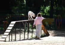 Российская кинологическая федерация поддержала внедрение ГОСТов для собачьих площадок rossijskaya kinologicheskaya federacziya podderzhala vnedrenie gostov dlya sobachih ploshhadok-ekbonline-ru-0