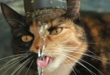 Сотни животных в краснодарских приютах ждут помощи от голода sotni zhivotnyh v krasnodarskih priyutah zhdut pomoshhi ot goloda-ekbonline-ru-0