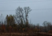 Сувалкский коридор становится местом соприкосновения России и НАТО suvalkskij koridor stanovitsya mestom soprikosnoveniya rossii i nato-ekbonline-ru-0