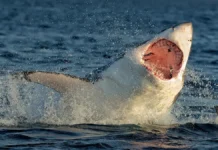 Трагедия в Австралии связана с нападением акулы в Новом Южном Уэльсе tragediya v avstralii svyazana s napadeniem akuly v novom yuzhnom uelse-ekbonline-ru-0