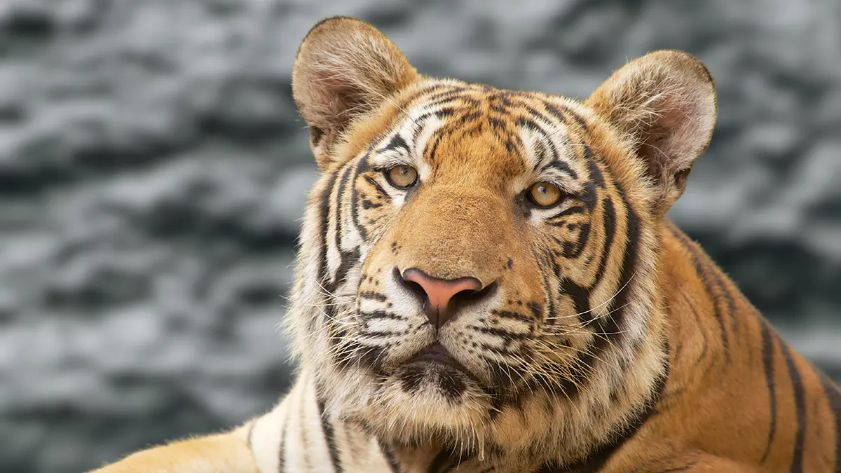 Тигр в Индии оторвал голову 65-летней женщине