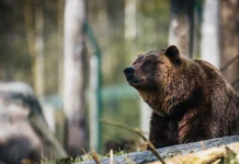В Приморье медведя спасли совместно школа и центр 'Тигр' v primore medvedya spasli sovmestno shkola i czentr tigr-ekbonline-ru-0