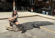 В Южной Каролине Бриттани Ливингстон поймала огромного аллигатора v yuzhnoj karoline brittani livingston pojmala ogromnogo alligatora-ekbonline-ru-0