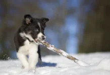 Владимир Голубев рассказал, как правильно подготовить щенка к первой зимней прогулке vladimir golubev rasskazal kak pravilno podgotovit shhenka k pervoj zimnej progulke-ekbonline-ru-0