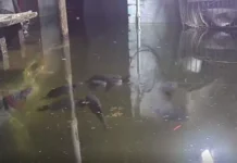 Жительница Белово из Кемеровской области создала пруд для карпов zhitelnicza belovo iz kemerovskoj oblasti sozdala prud dlya karpov-ekbonline-ru-0