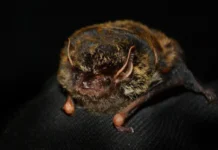 Зоологический музей МГУ и Ханойский университет представили бронзовых нетопырей zoologicheskij muzej mgu i hanojskij universitet predstavili bronzovyh netopyrej-ekbonline-ru-0