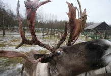 28 декабря в России, Испании и мире празднуют День болвана и другие мероприятия 28 dekabrya v rossii ispanii i mire prazdnuyut den bolvana i drugie meropriyatiya-ekbonline-ru-0