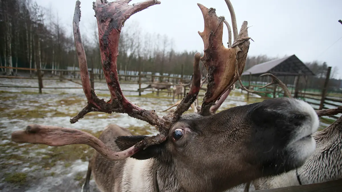 Праздники 28 декабря 2025 года
