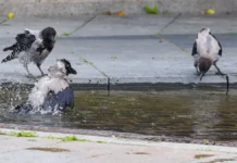 9 декабря в истории: день компьютерной мыши, белой вороны и антикоррупции 9 dekabrya v istorii den kompyuternoj myshi beloj vorony i antikorrupczii-ekbonline-ru-0