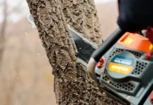 Александр Волобуев и администрация Владивостока противостоят незаконной вырубке aleksandr volobuev i administracziya vladivostoka protivostoyat nezakonnoj vyrubke-ekbonline-ru-0