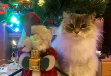 Анна Базовкина делится советами о влиянии светодиодов гирлянд на зрение anna bazovkina delitsya sovetami o vliyanii svetodiodov girlyand na zrenie-ekbonline-ru-0