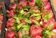 Анна Дивинская делится мнением о пуникалагинах для здоровья зимой anna divinskaya delitsya mneniem o punikalaginah dlya zdorovya zimoj-ekbonline-ru-0