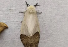 БФУ, НГУ и ИЦиГ СО РАН упростили генетическое определение пола шелкопряда bfu ngu i iczig so ran uprostili geneticheskoe opredelenie pola shelkopryada-ekbonline-ru-0