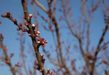 ГБС РАН и Гидрометцентр России предупреждают о погодных рисках для урожая gbs ran i gidrometczentr rossii preduprezhdayut o pogodnyh riskah dlya urozhaya-ekbonline-ru-0