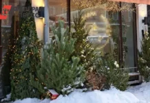 Где во Владивостоке можно купить живую ель к празднику gde vo vladivostoke mozhno kupit zhivuyu el k prazdniku-ekbonline-ru-0