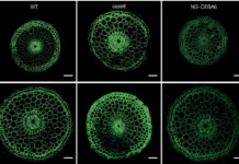 Как белок OsARF1 и этилен помогают корням растений и риса проникать в плотный грунт kak belok 1 i etilen pomogayut kornyam rastenij i risa pronikat v plotnyj grunt-ekbonline-ru-0