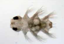 Как гены engrailed и wnt1 из СПбГУ влияют на сегментацию червей kak geny i 1 iz spbgu vliyayut na segmentacziyu chervej-ekbonline-ru-0