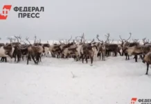 Красноярский край повышает скорость интернета в Арктической зоне krasnoyarskij kraj povyshaet skorost interneta v arkticheskoj zone-ekbonline-ru-0