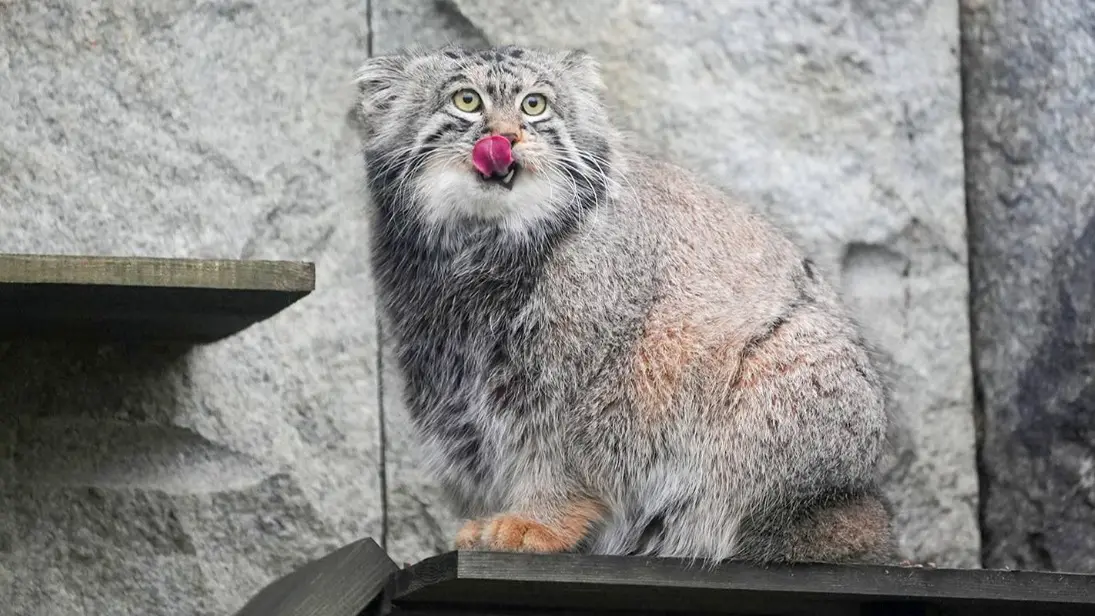 Манул Тимофей завершил зажировку к зиме