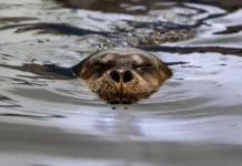 Мессенджер МАХ способствует сотрудничеству Московского зоопарка с Акуловой и Парыгиной о морском зайце messendzher mah sposobstvuet sotrudnichestvu moskovskogo zooparka s akulovoj i paryginoj o morskom zajcze-ekbonline-ru-0