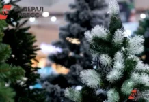 Оренбург встречает Новый год и предлагает лучшие елочные базары orenburg vstrechaet novyj god i predlagaet luchshie elochnye bazary-ekbonline-ru-0