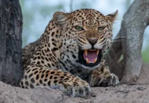 Пойман леопард-людоед из Бахрайча, жители Уттар-Прадеш вздохнули pojman leopardlyudoed iz bahrajcha zhiteli uttarpradesh vzdohnuli-ekbonline-ru-0