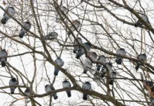 Прогноз погоды на конец декабря от Татьяны Поздняковой для Москвы и области prognoz pogody na konecz dekabrya ot tatyany pozdnyakovoj dlya moskvy i oblasti-ekbonline-ru-0