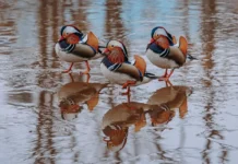 Россельхознадзор Приморья пресекает ввоз утиных перьев из Вьетнама во Владивосток rosselhoznadzor primorya presekaet vvoz utinyh perev iz vetnama vo vladivostok-ekbonline-ru-0