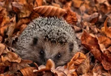 Сергей Бурмистров утверждает, что в Москве ежи могут раньше проснуться из-за зимы sergej burmistrov utverzhdaet chto v moskve ezhi mogut ranshe prosnutsya izza zimy-ekbonline-ru-0