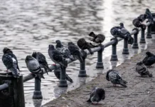 Советы экспертов МГУ и ВОЗ по борьбе с голубиным пометом и инфекциями sovety ekspertov mgu i voz po borbe s golubinym pometom i infekcziyami-ekbonline-ru-0