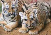 В Московском зоопарке растут амурские тигрята и привыкает Ёжка v moskovskom zooparke rastut amurskie tigryata i privykaet yozhka-ekbonline-ru-0