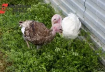 В Пензенской области хала́ль-индейка Олега Мельниченко завоёвывает Азию v penzenskoj oblasti halalindejka olega melnichenko zavoyovyvaet aziyu-ekbonline-ru-0